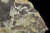 Fossil Fish (Gosiutichthys) Mortality Plate - Lake Gosiute #89992-4
